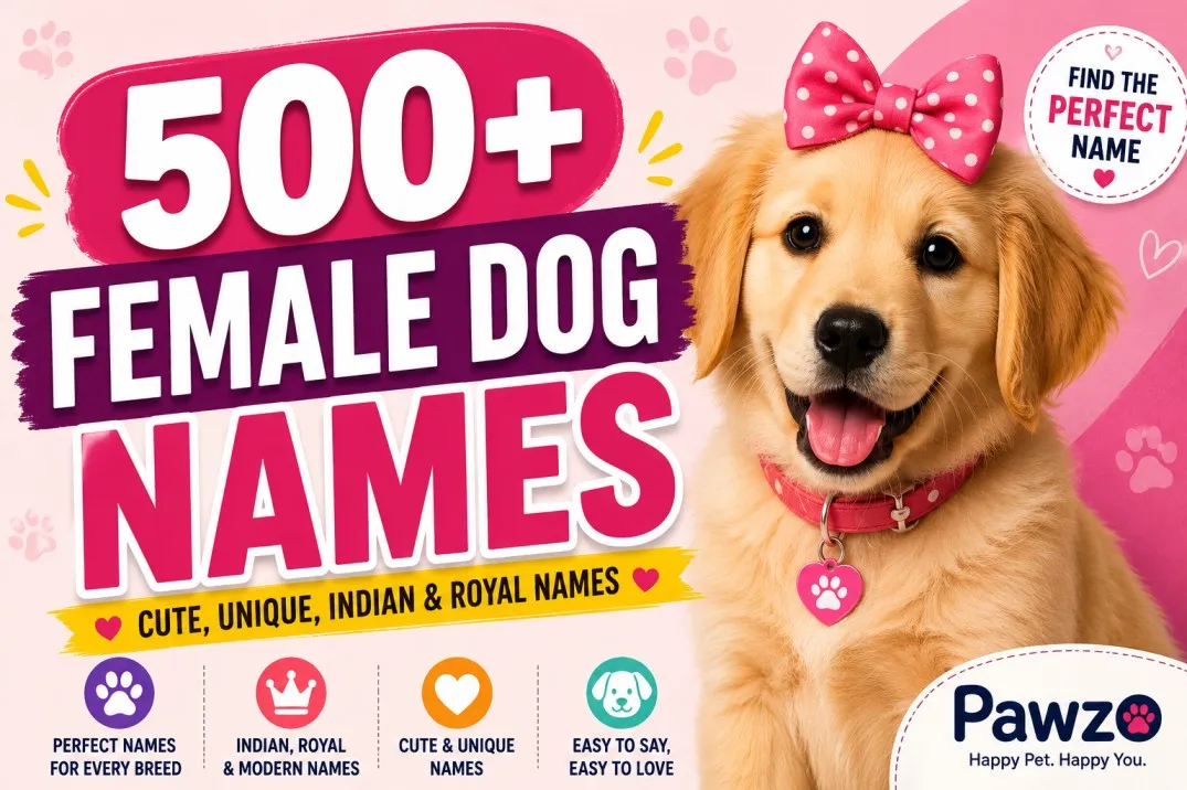 500+ Female Dog Names (Cute, Unique, Indian & Royal Names)