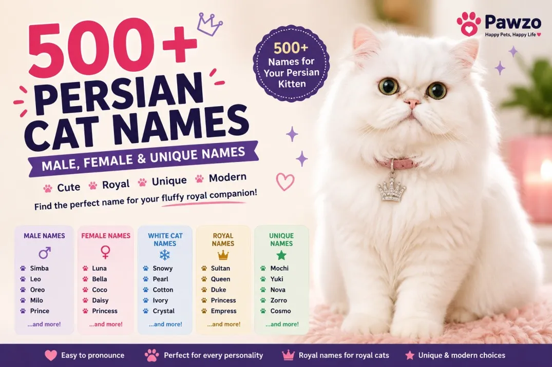 500+ Persian Cat Names (Male, Female & Unique Names) for Your Fluffy Friend