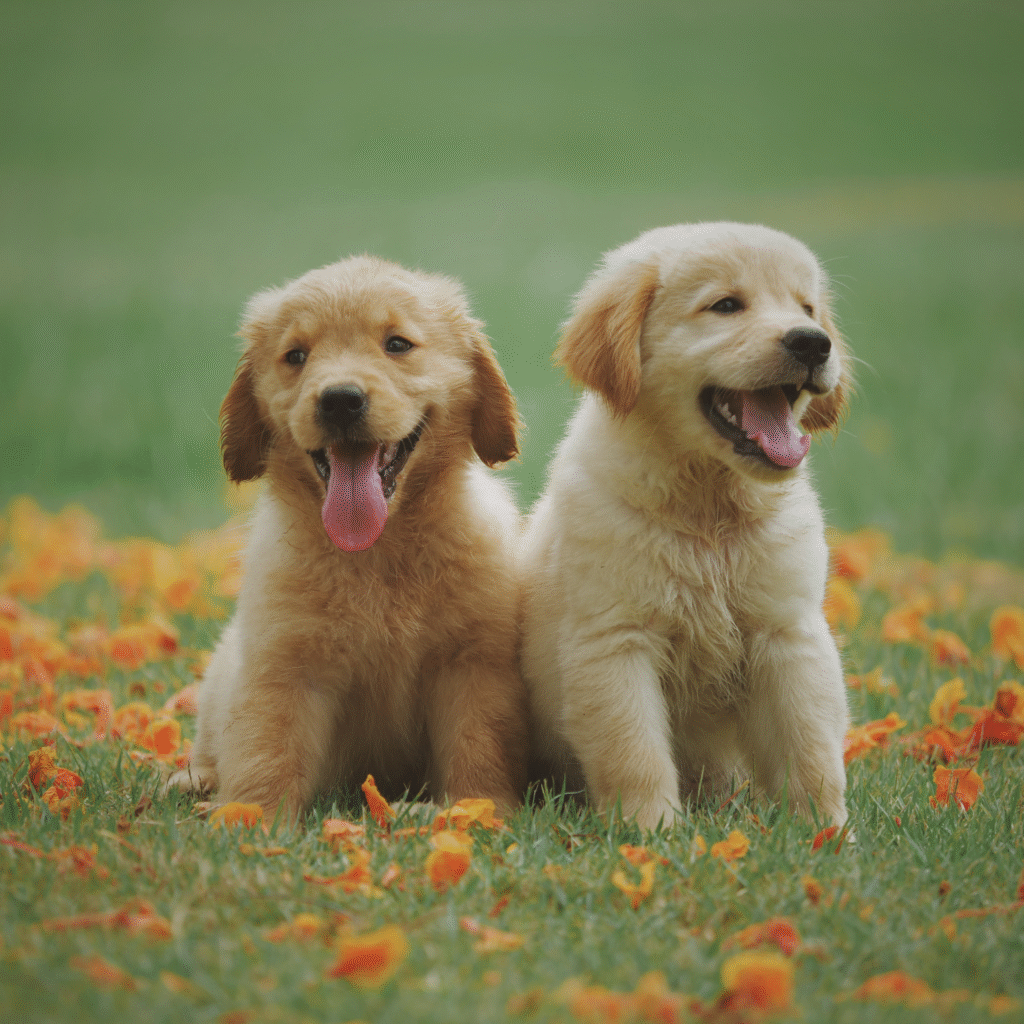 pet assesories pet assesories