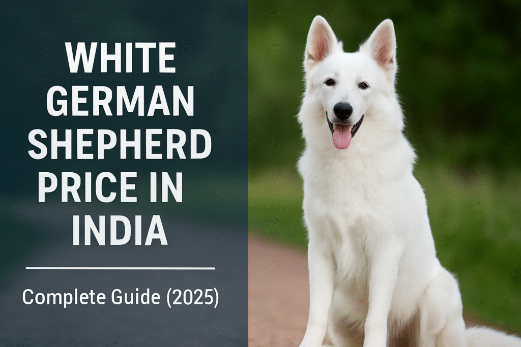 german shepgerd